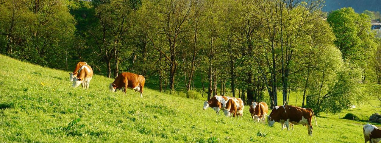 Pension Schösser Fusch an der Grossglocknerstrasse Exteriör bild